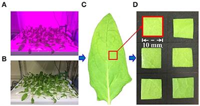 High-Resolution and Non-destructive Evaluation of the Spatial Distribution of Nitrate and Its Dynamics in Spinach (Spinacia oleracea L.) Leaves by Near-Infrared Hyperspectral Imaging